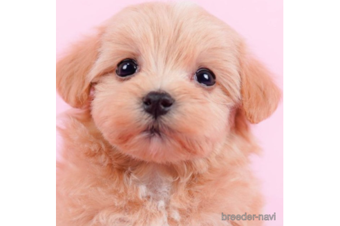 成約済の東京都のマルプー:マルチーズ×トイプードル-226452の1枚目